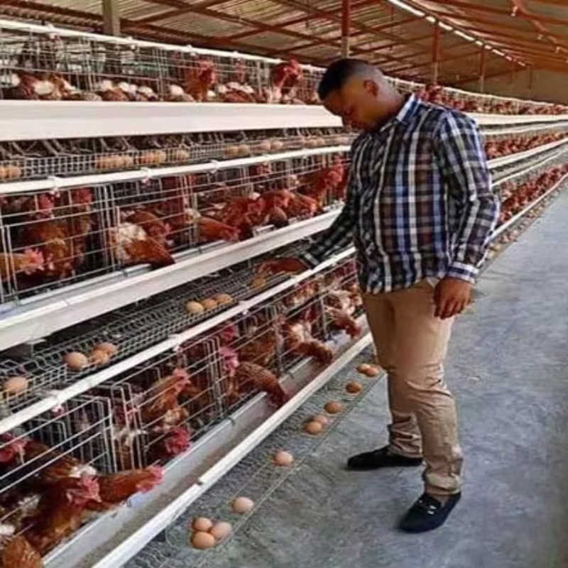 Farming Africa - أقفاص دجاج بياض بسعة 10000 طائر